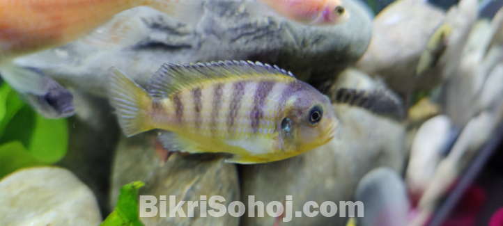 Cichlid fish